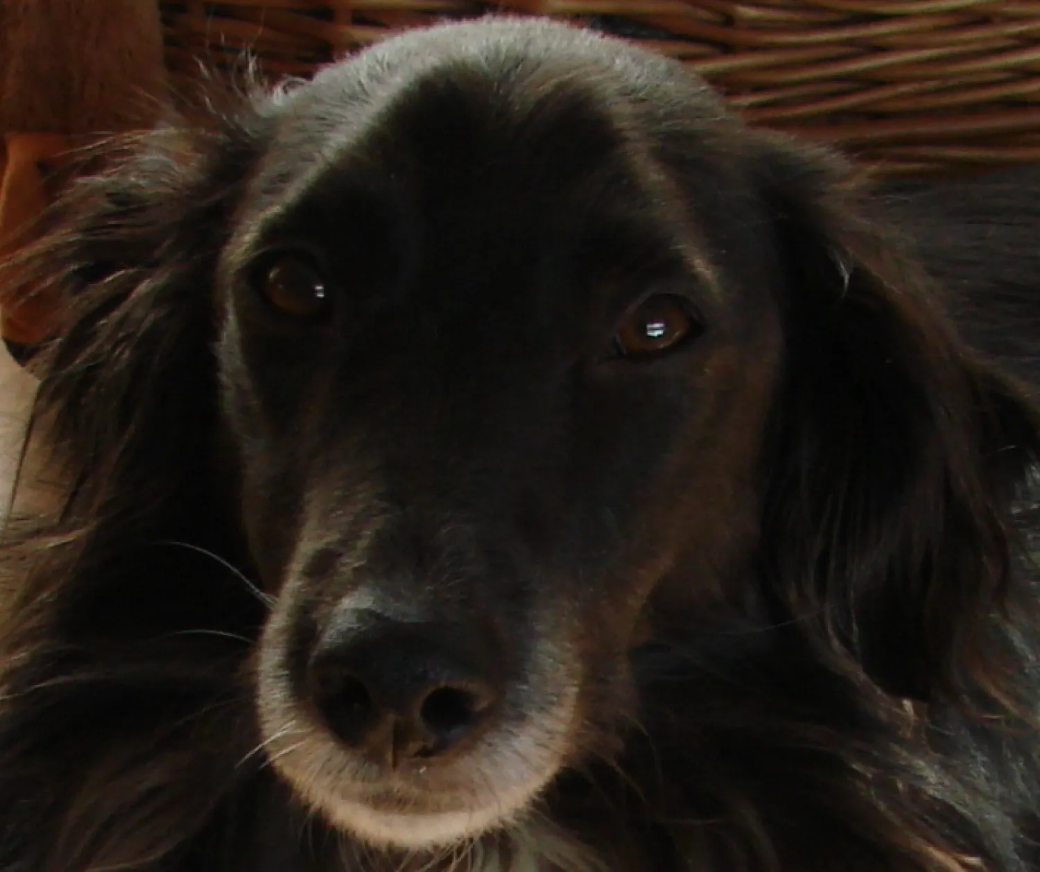 Hond bang voor geluiden