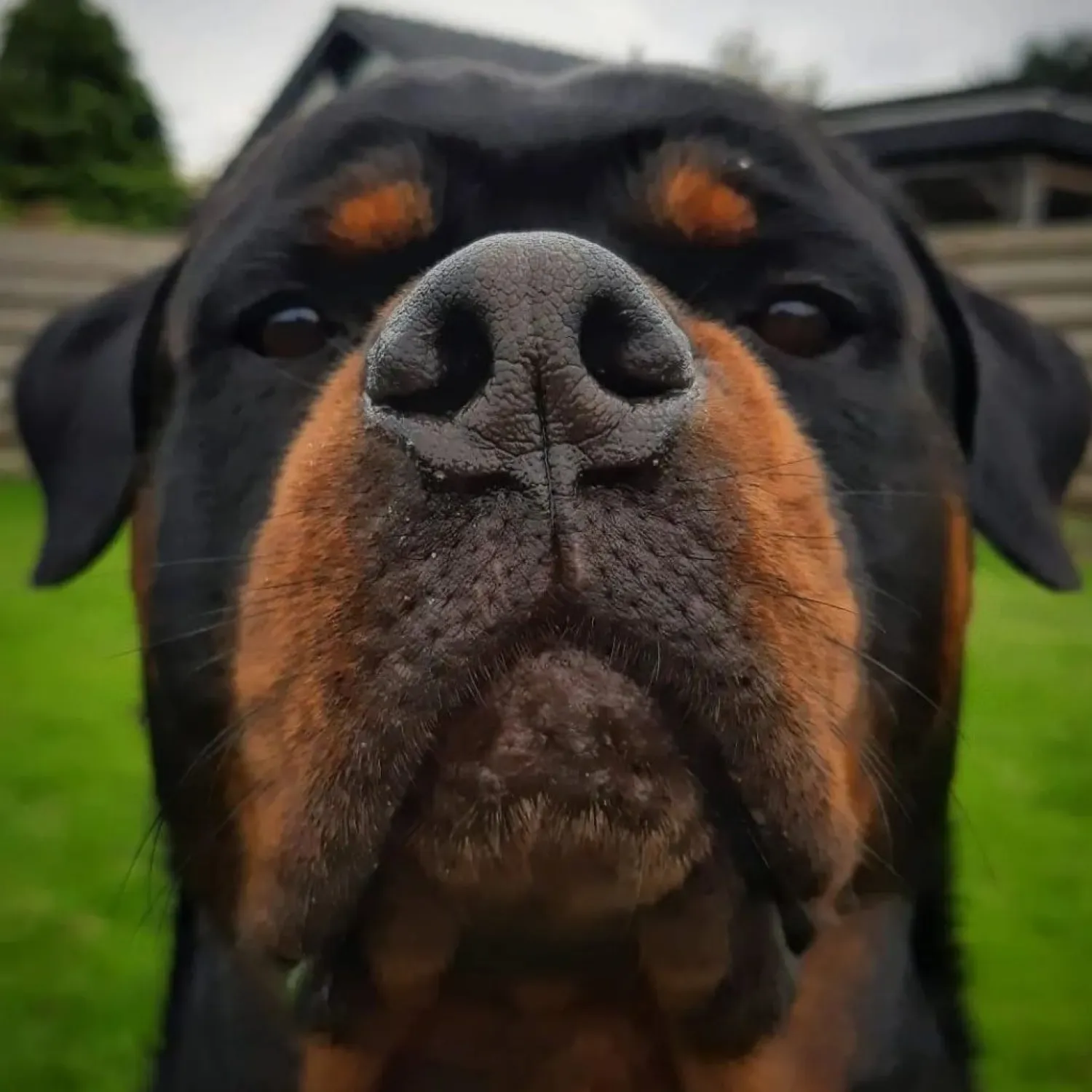 Een geadopteerde Rottweiler op de rails krijgen