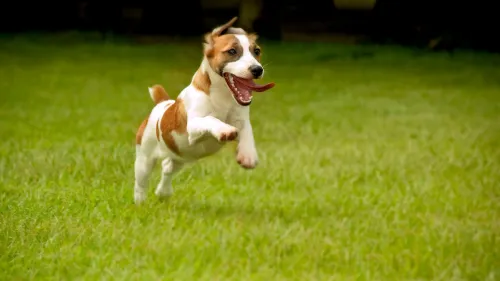Vrolijke hond rondrennen