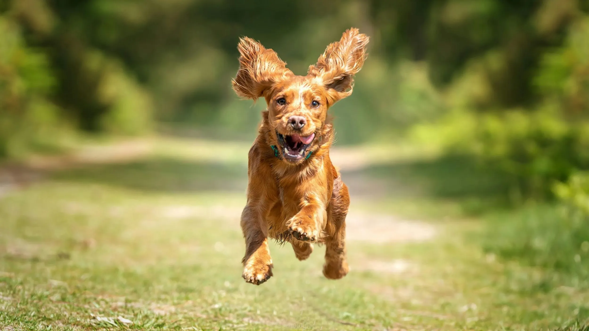 Hond blij springend op mensen af