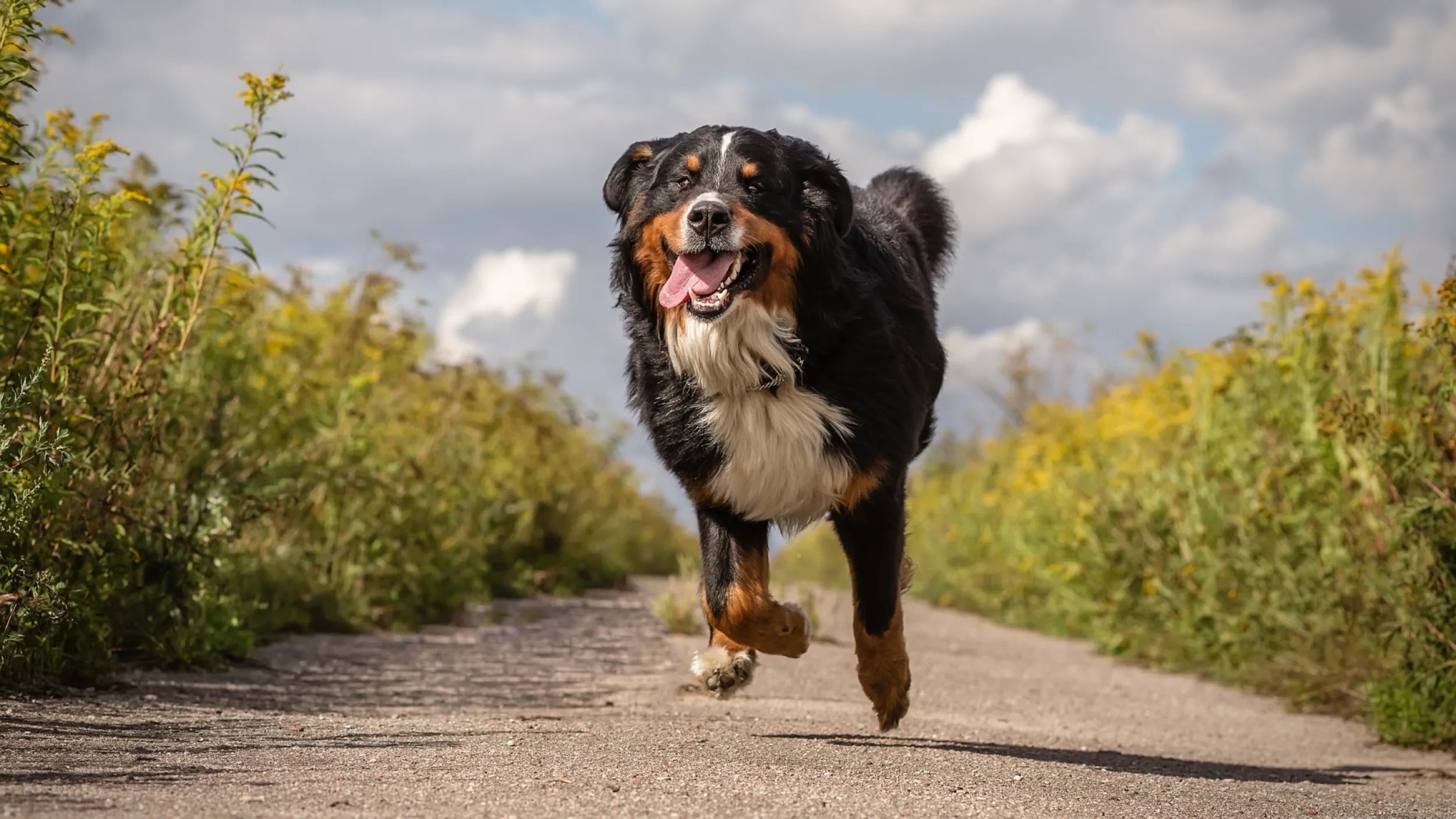 Vrolijke Berne Senne hond