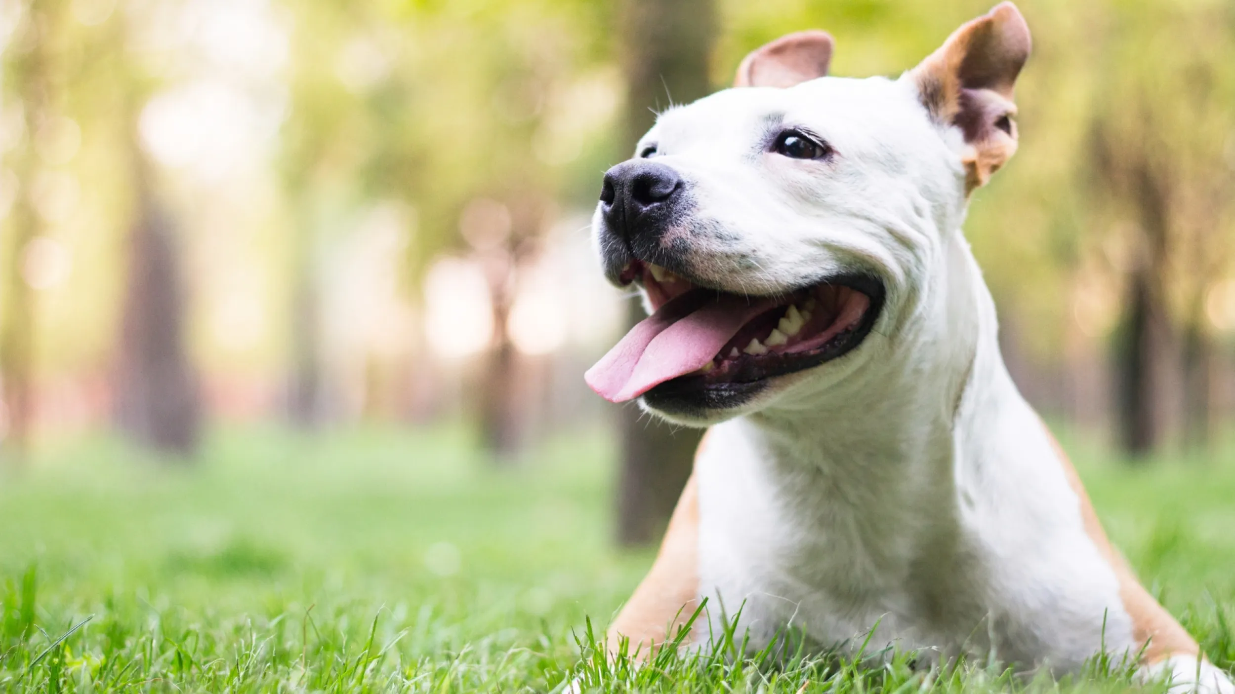 Vrolijke hond in het gras
