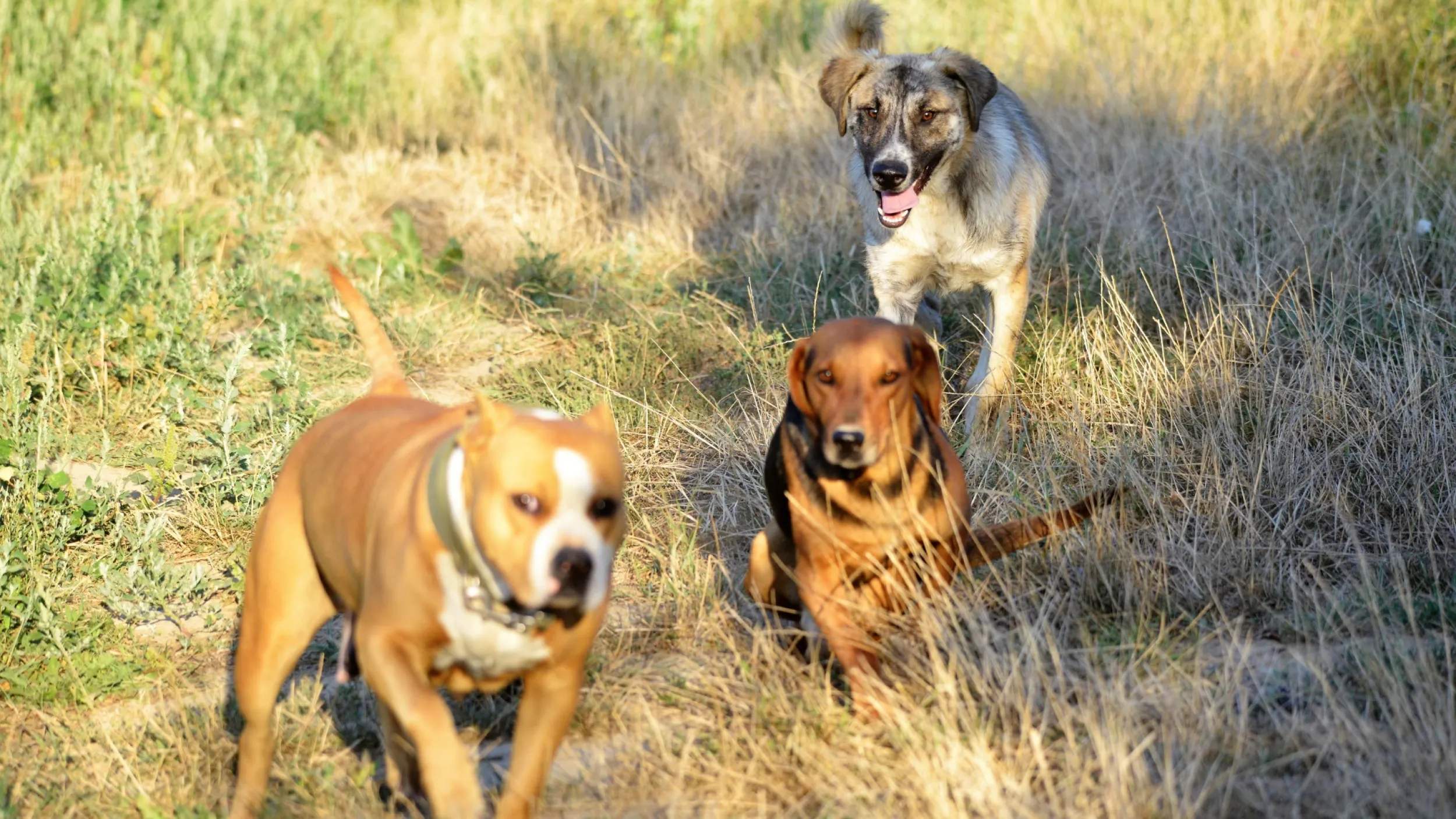 Verschillende rassen honden met elkaar