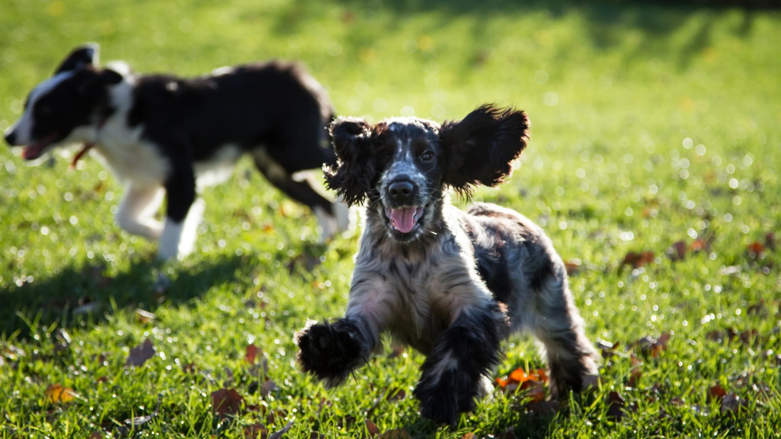 Vrolijk hond springen in het gras