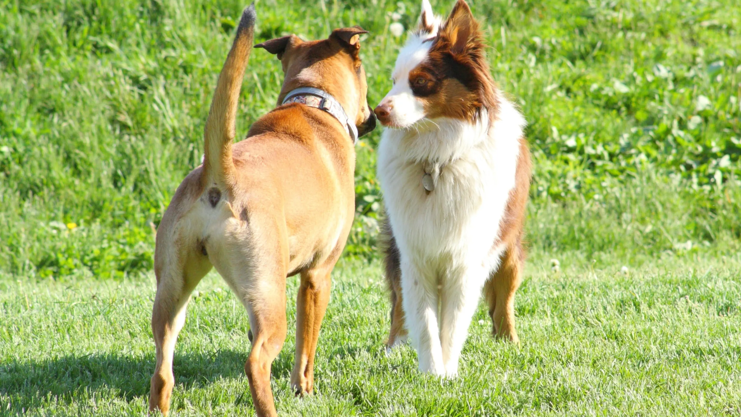 Honden naast elkaar lopen