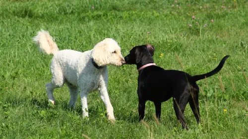 Honden ontmoeting met elkaar