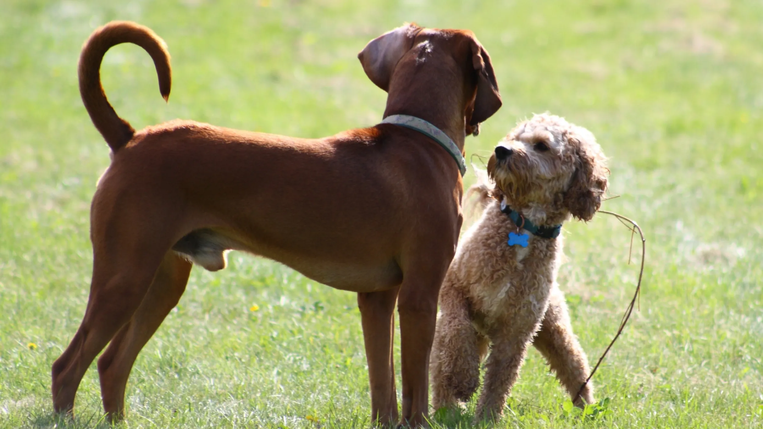 Honden met elkaar in contact