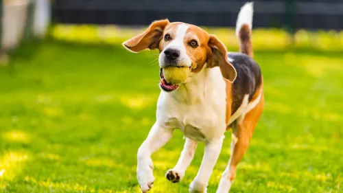 Vrolijke hond met speeltje