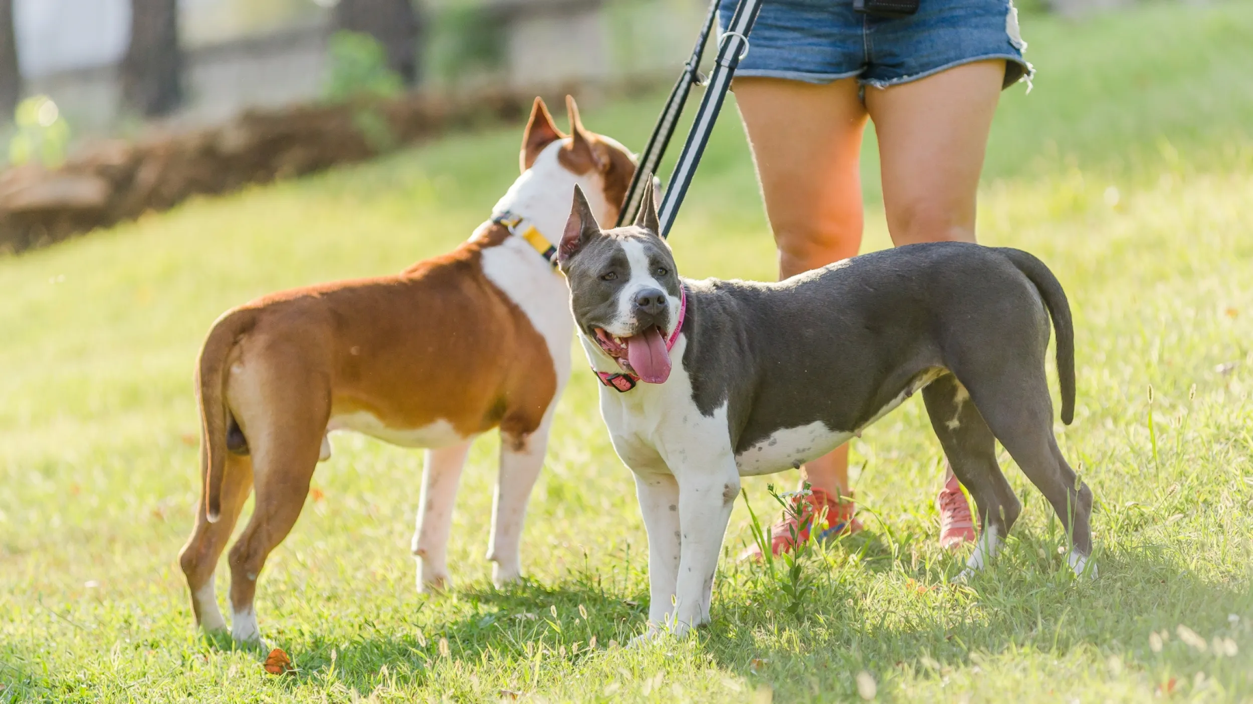 Rustig langs andere hond lopen