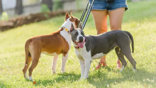 Rustig langs andere hond lopen