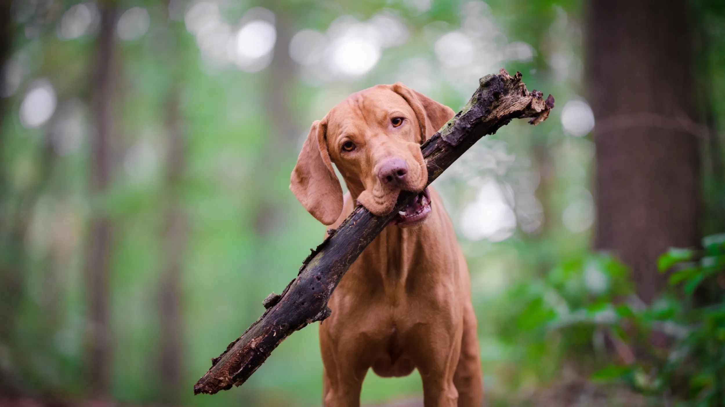 Hond met stok