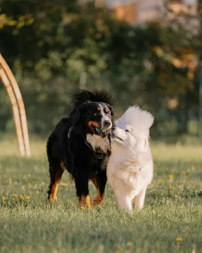 Bevriende honden met elkaar
