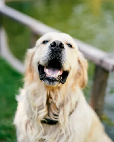 Golden retriever lachend
