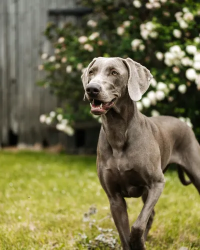 Vrolijke hond in de tuin