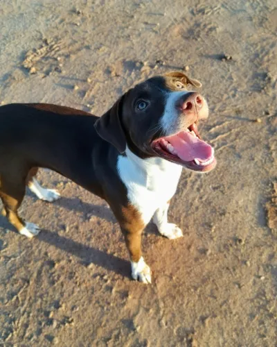 Vrolijke hond in het zand