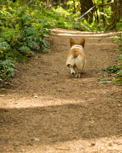 Hond die wegloopt