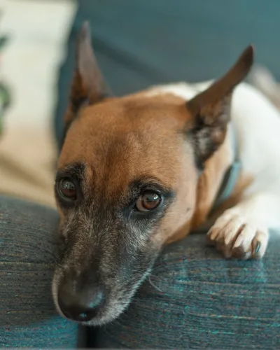 Kleine hond op de bank