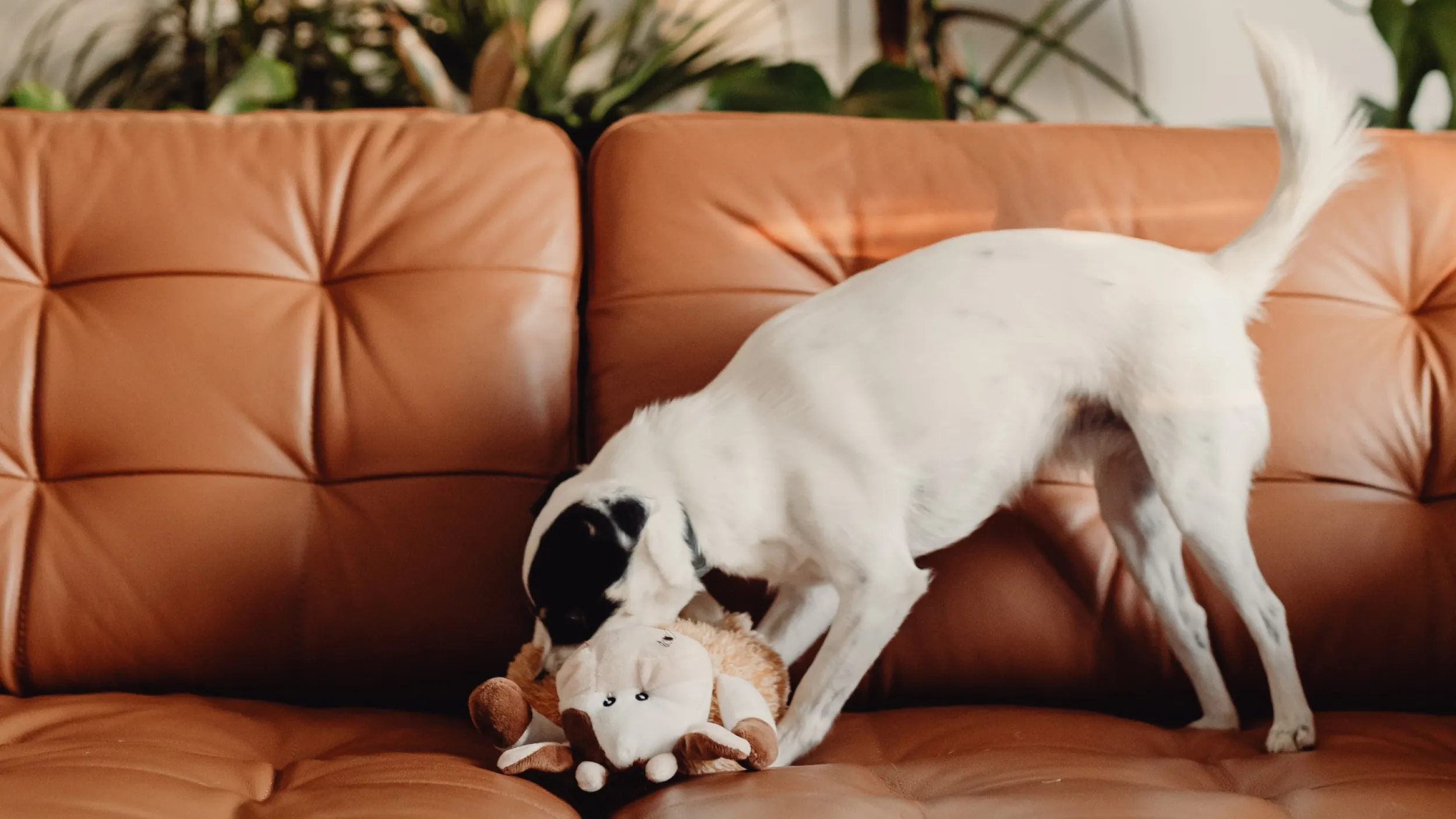 Hond alleen thuis op de bank