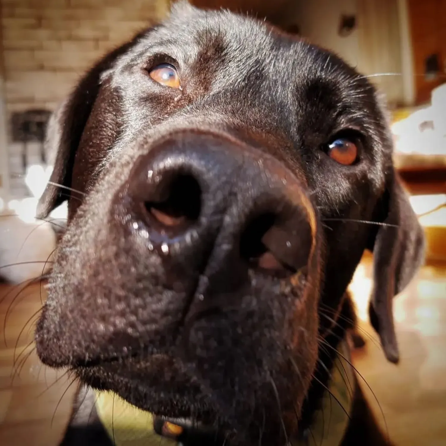 Bijterige labrador