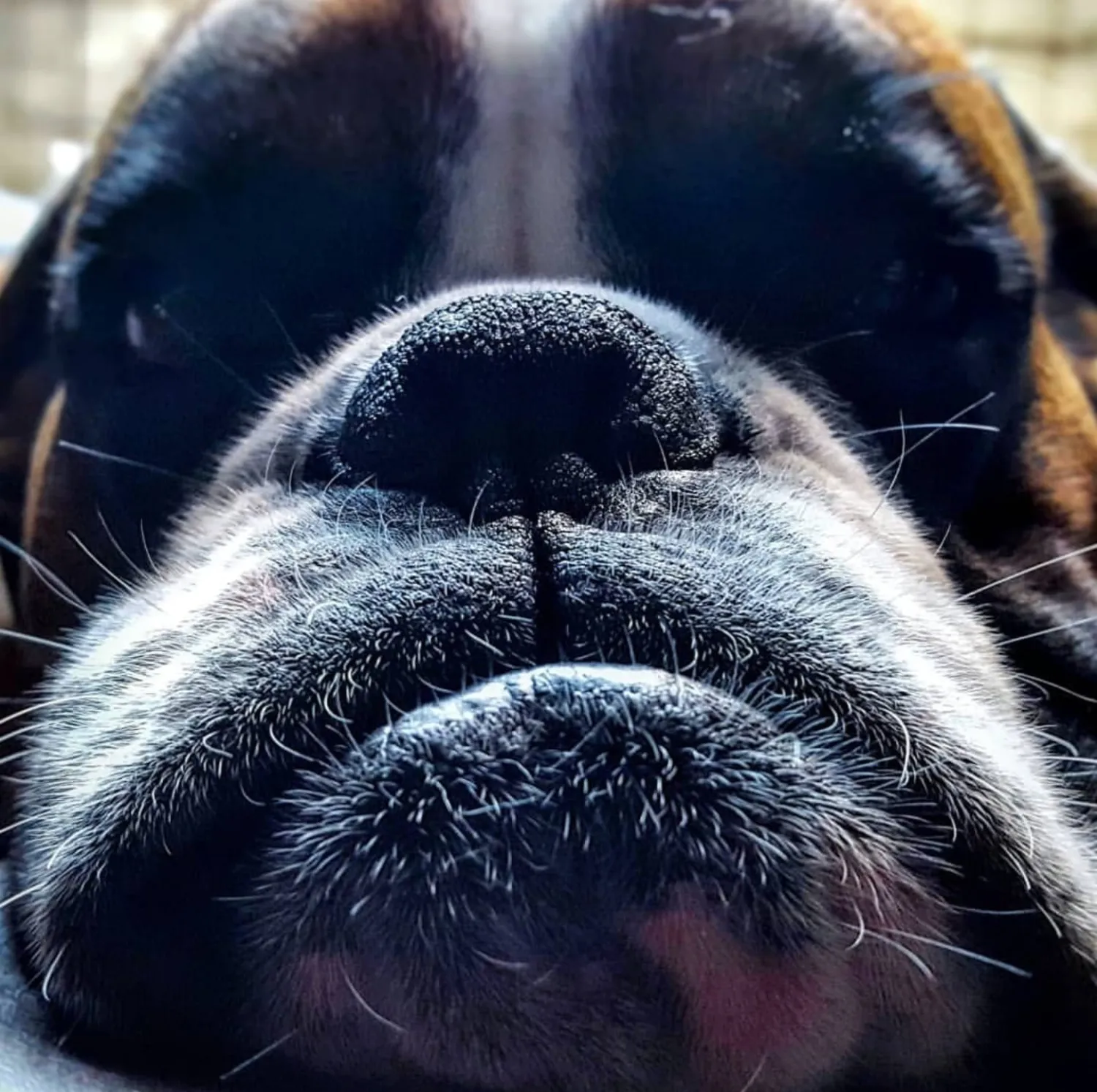 Boxer Otto, het trekpaard