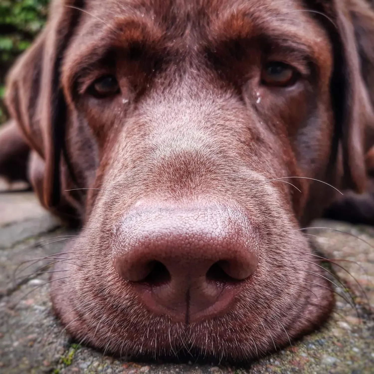 Guusje, een lieve maar onstuimige Labrador