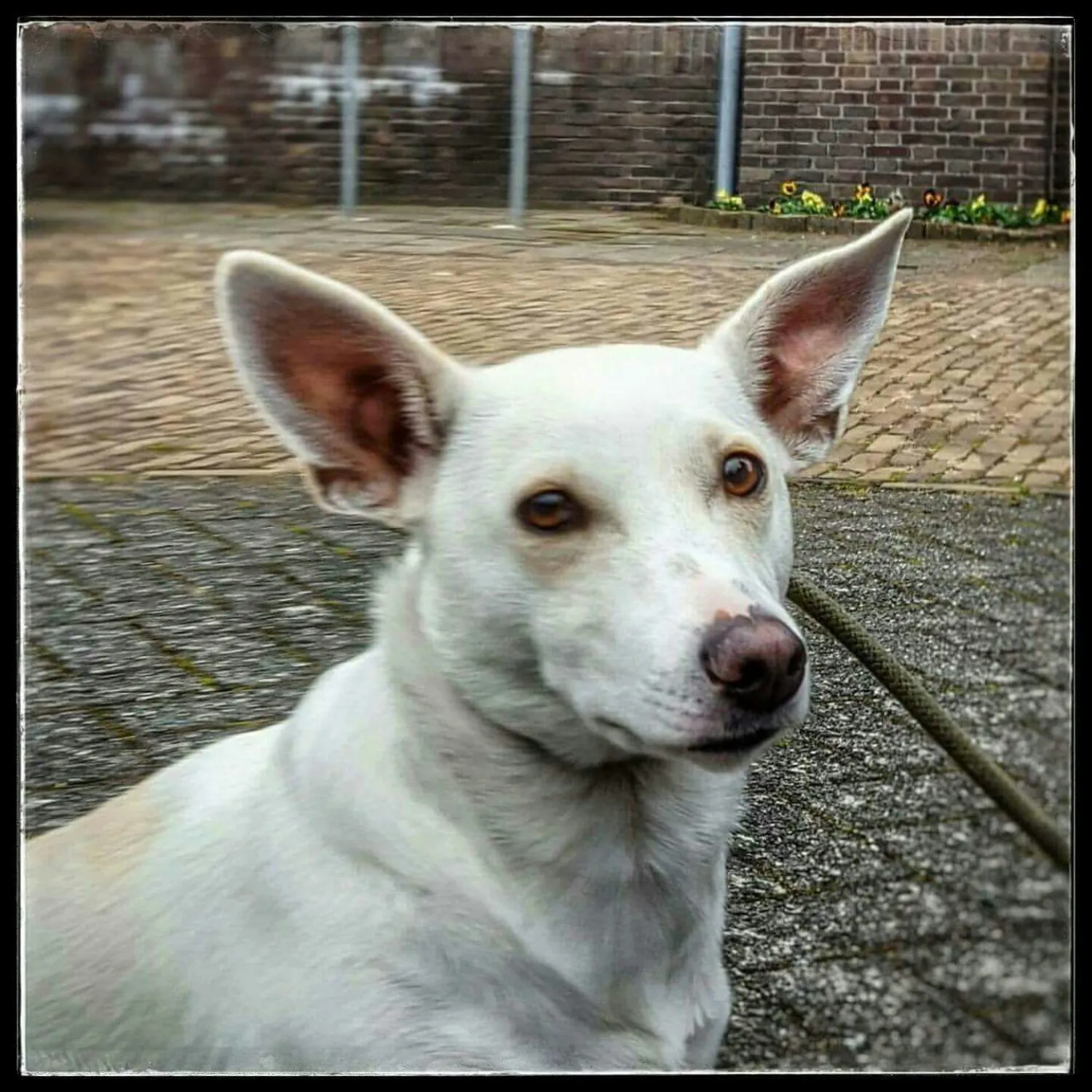 Caya, het hondje dat naar alles uitviel