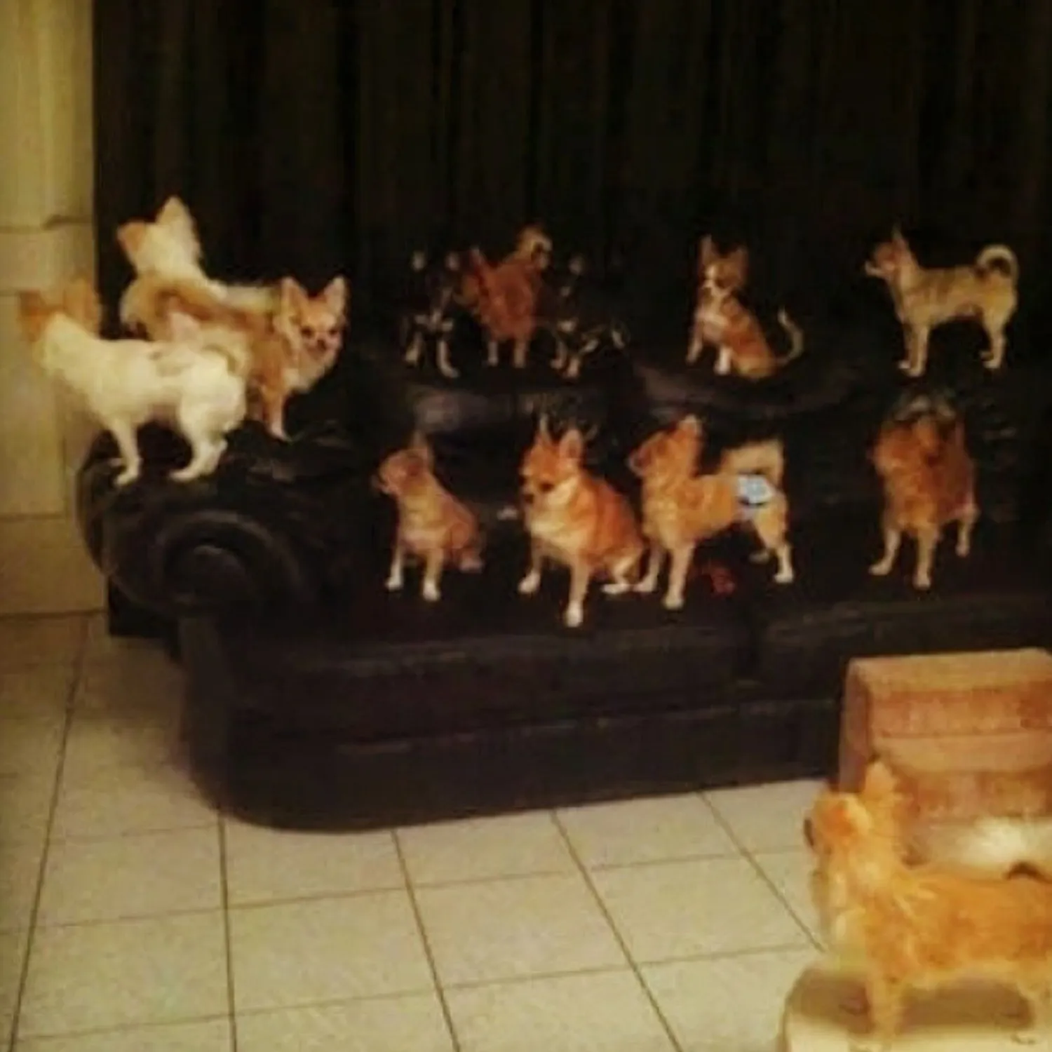 Een roedel van 25 chihuahua's, aanbeveling van de eigenaresse
