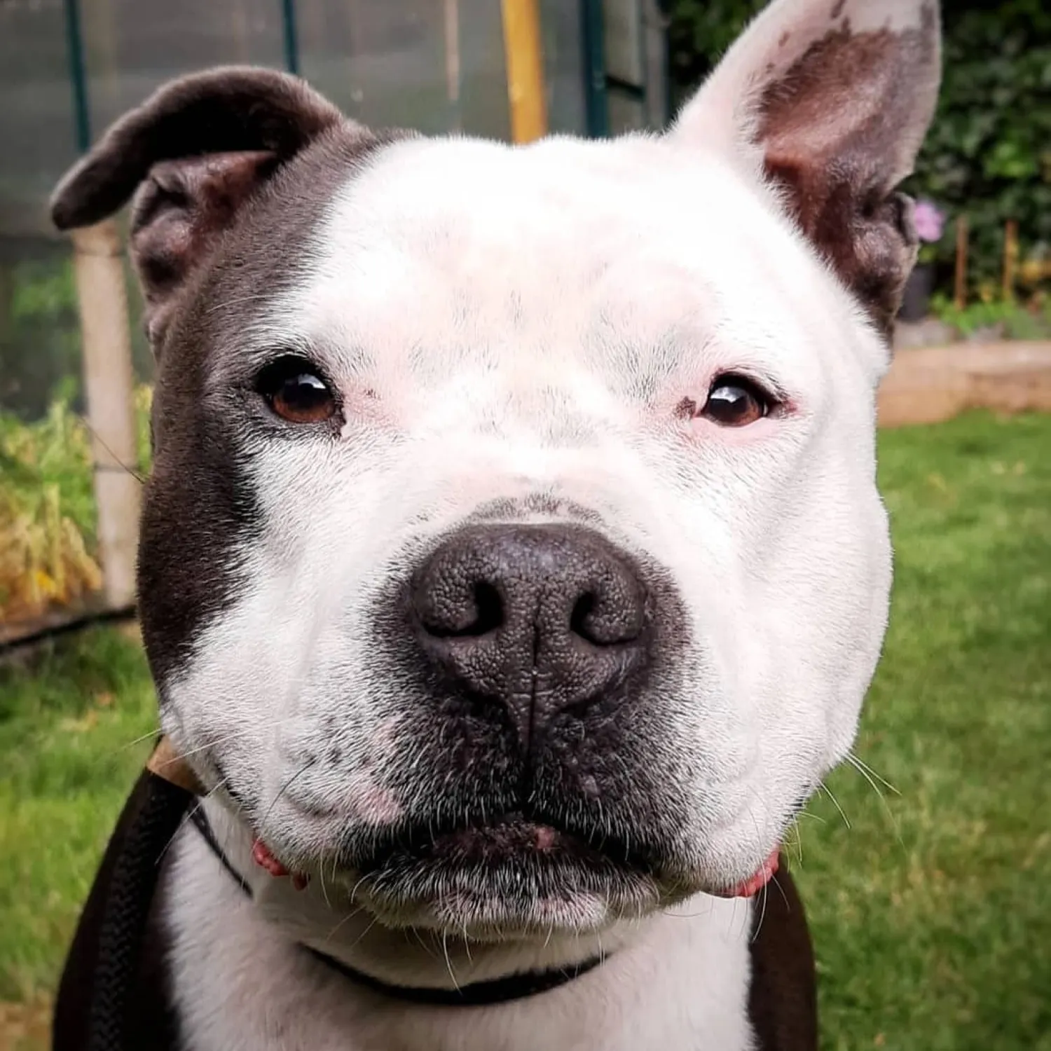 Aan de slag met Thor, een pitbull stafford reu