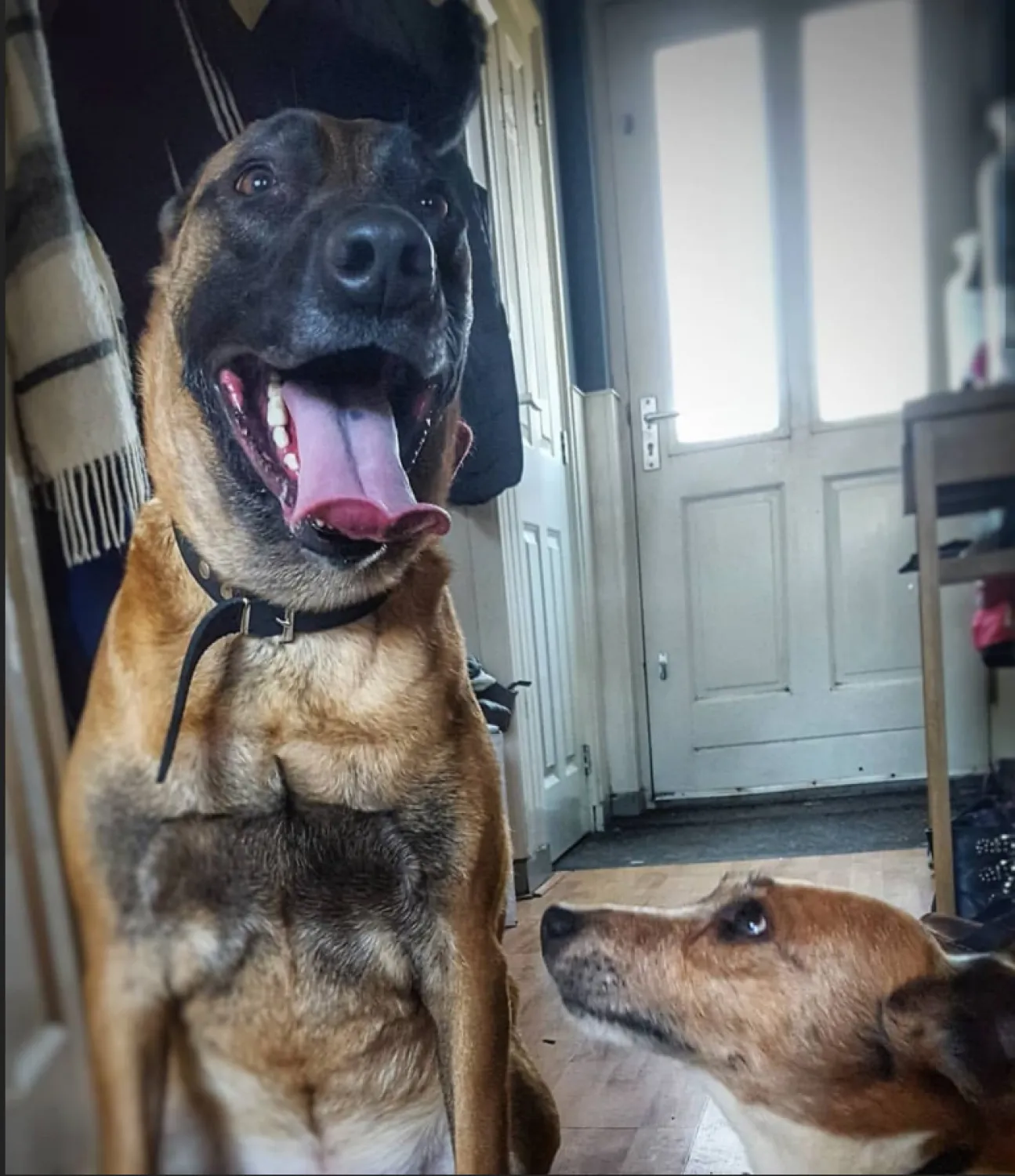 De ridgebackherder die naar alles uitviel