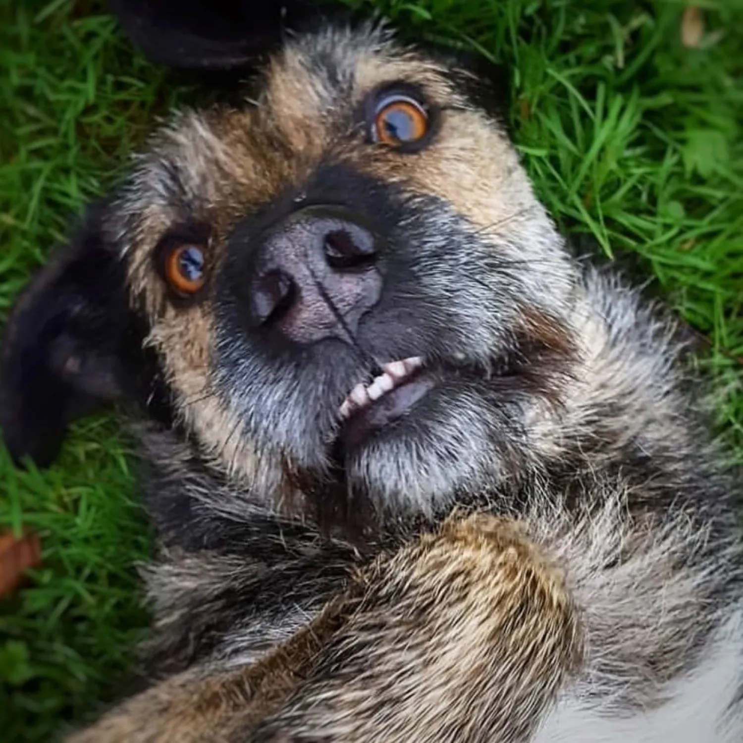Nuala, de onzekere Spaanse rescue