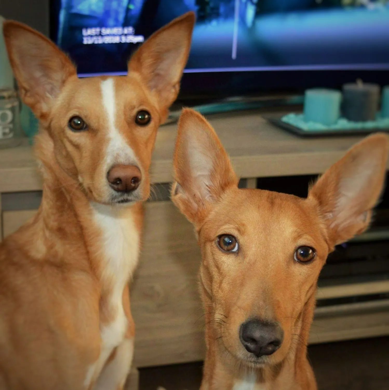 Verlatingsangst bij twee Spaanse Podenco's