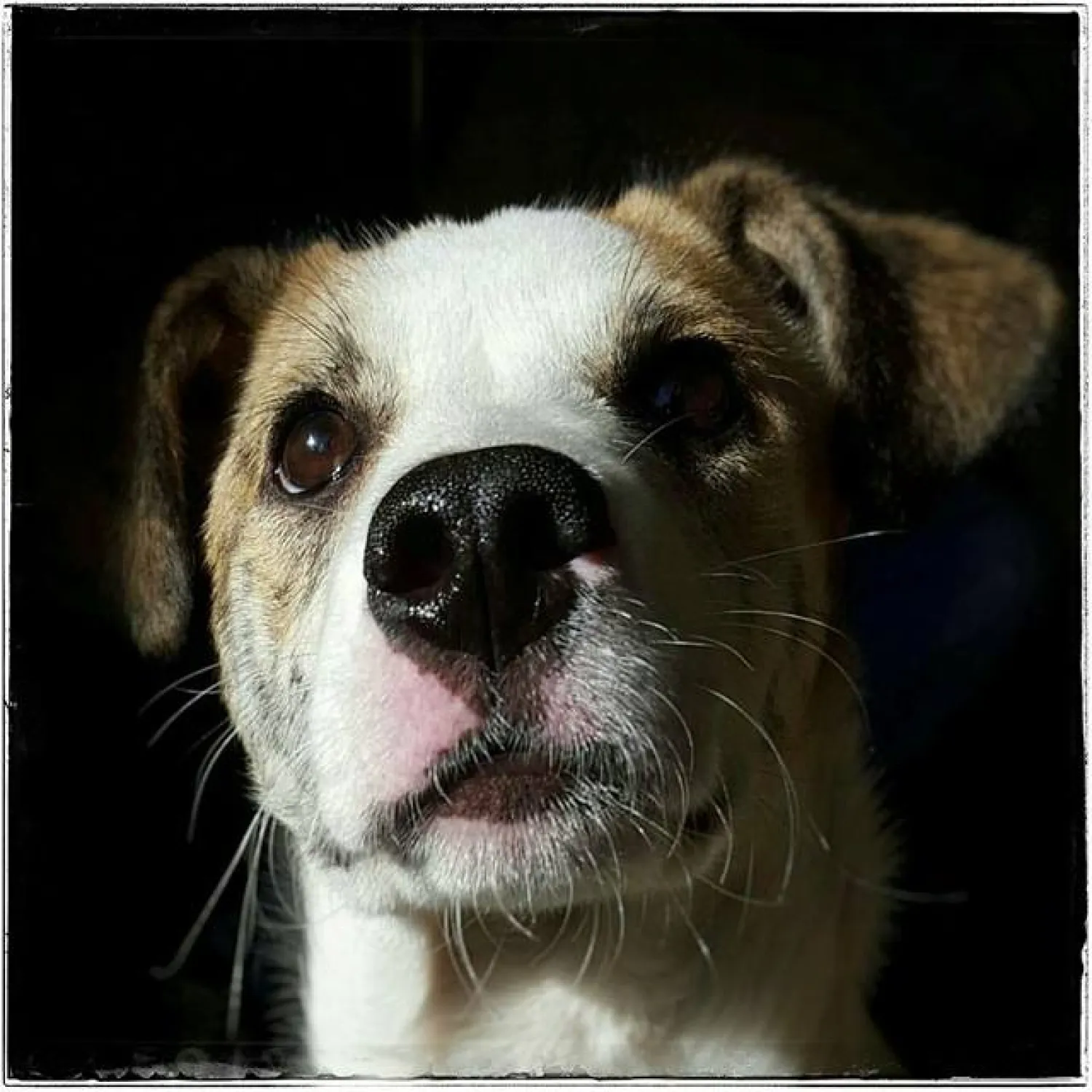 Een angstige rescue dog die veel blafte