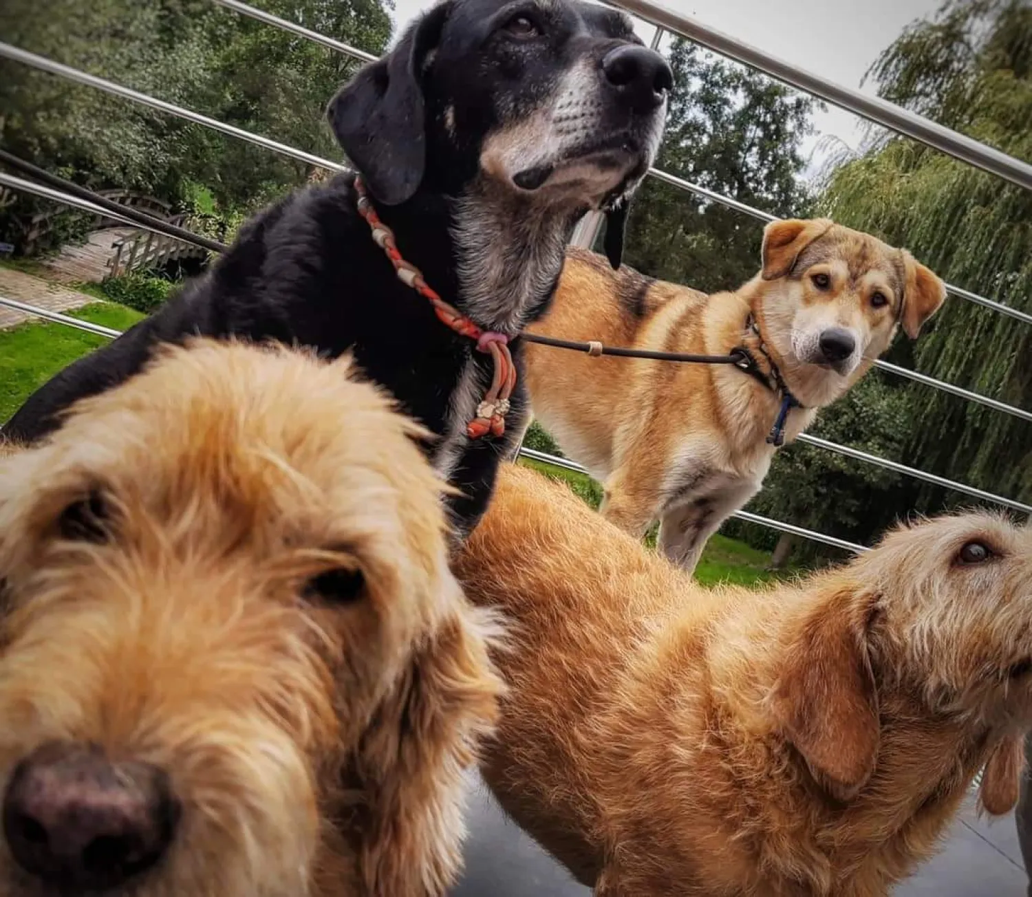 Ontspanning en vertrouwen creëren voor een angstige rescue dog