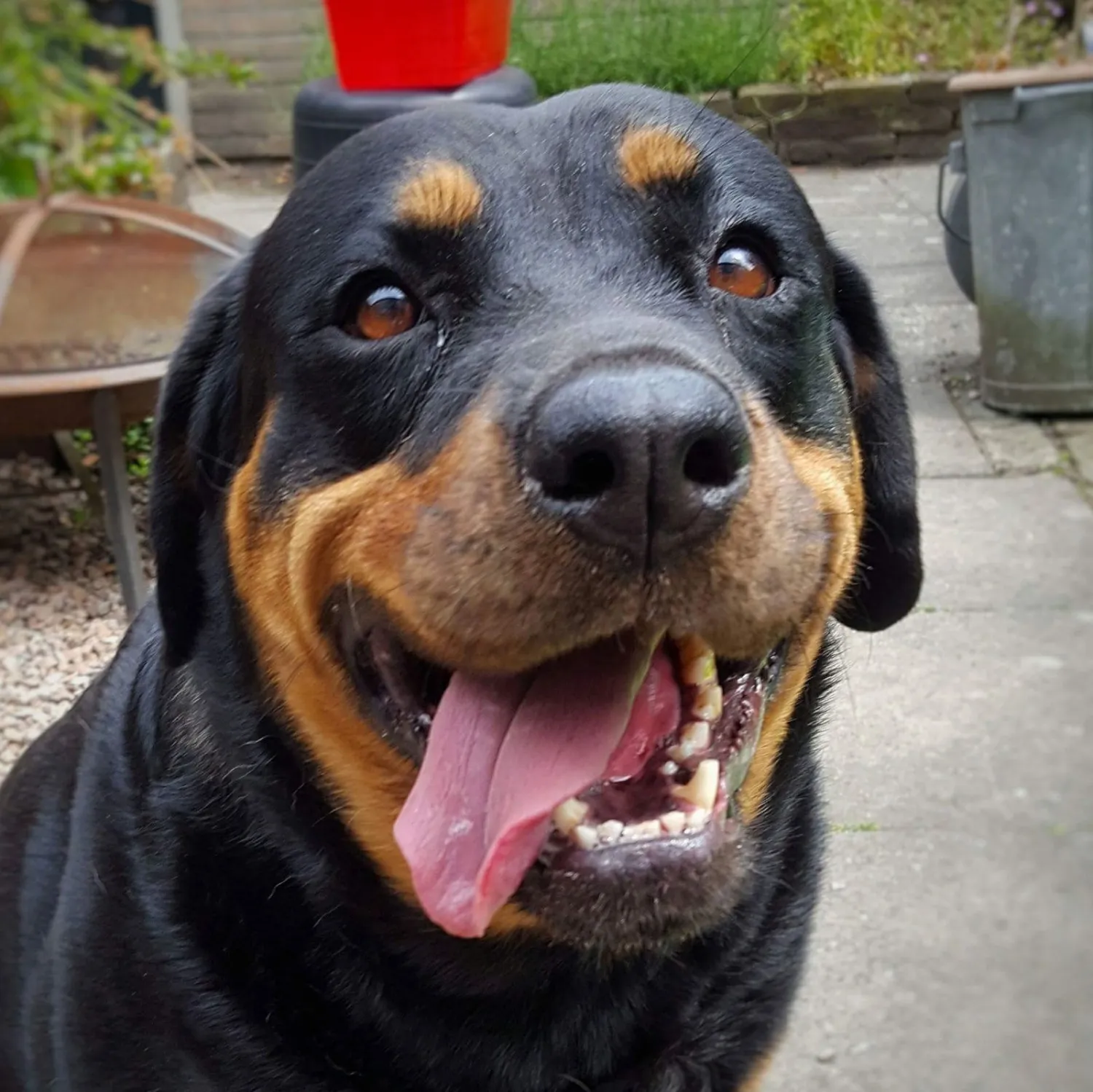 Een uitvallende rottweiler