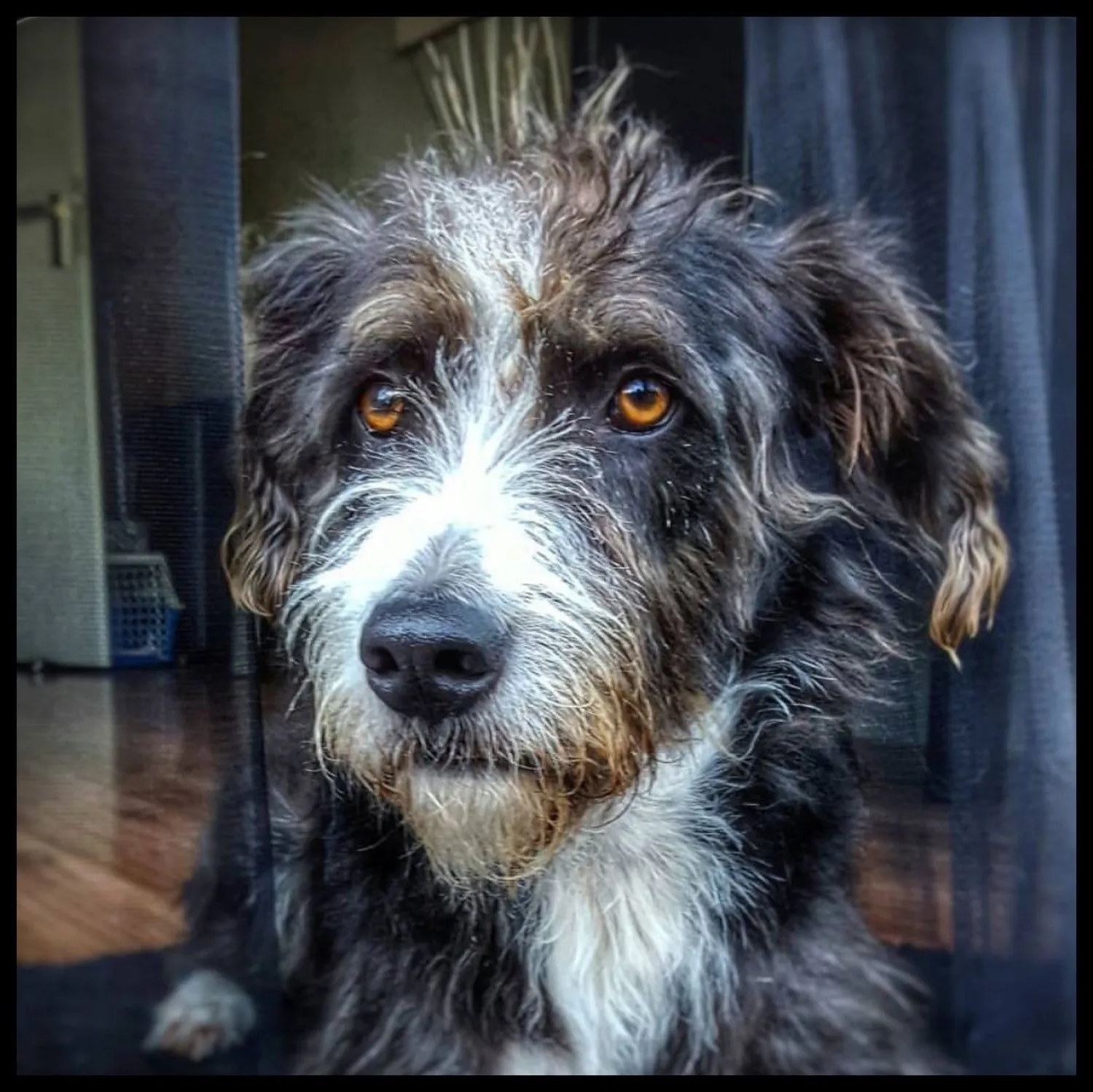 Finn, de Spaanse rescue dog met gedragsproblemen
