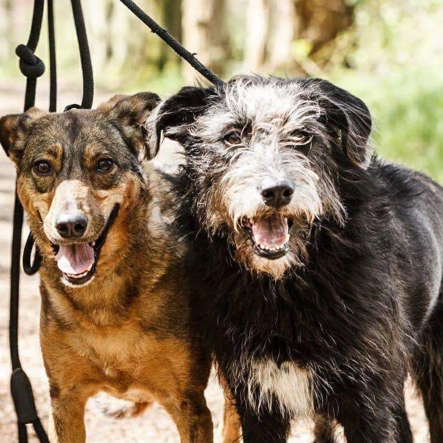 Het redden en trainen van twee rescue dogs