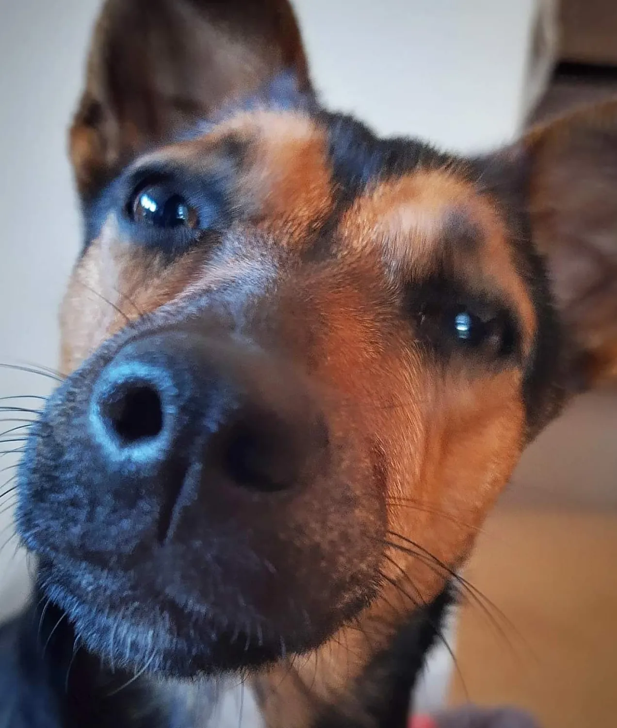 Billie, de territoriale Jack Russel