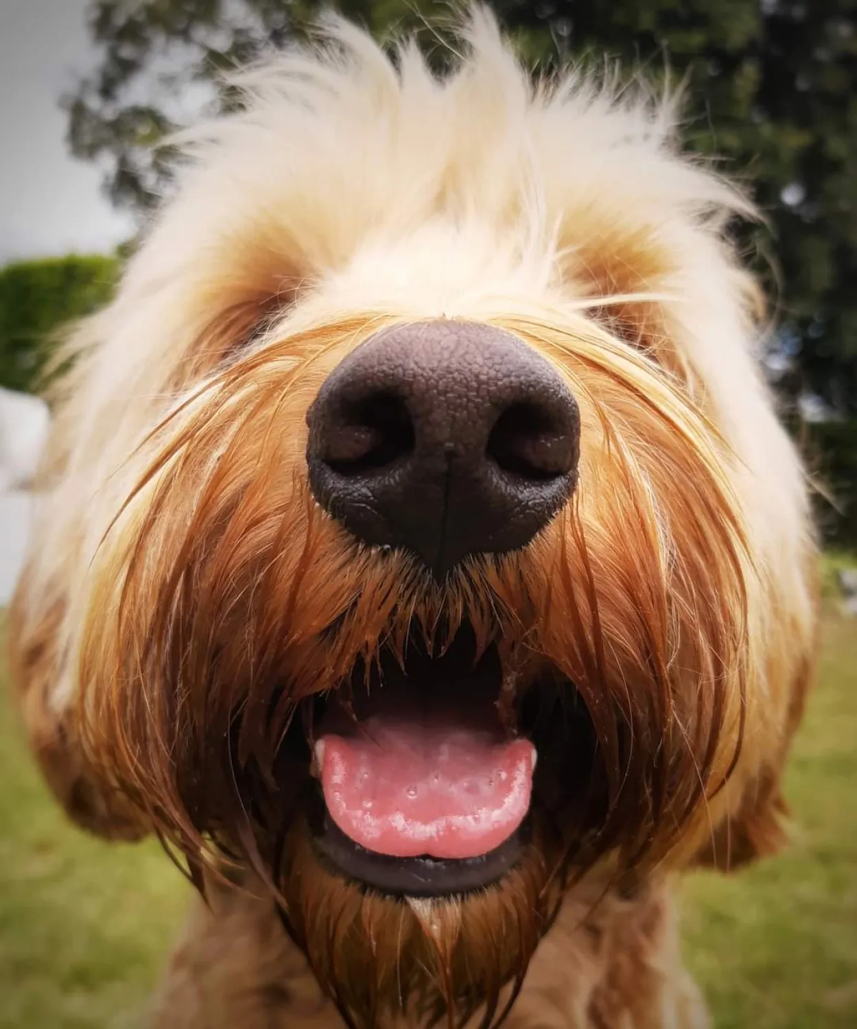 De puntjes op de i voor labradoodle Teddy