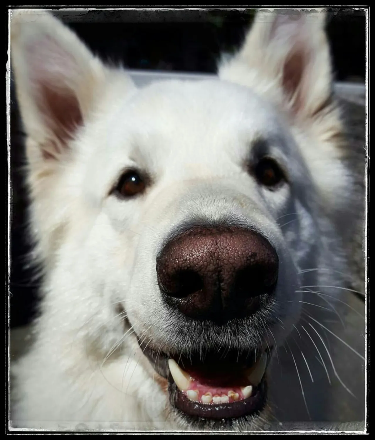Een overbeschermende witte herder