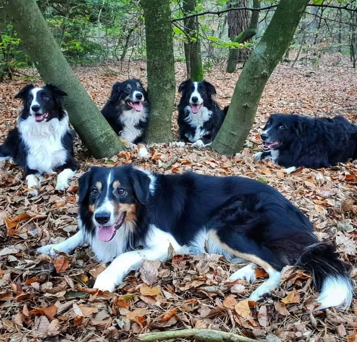 Een roedel bordercollies die herrie schopten
