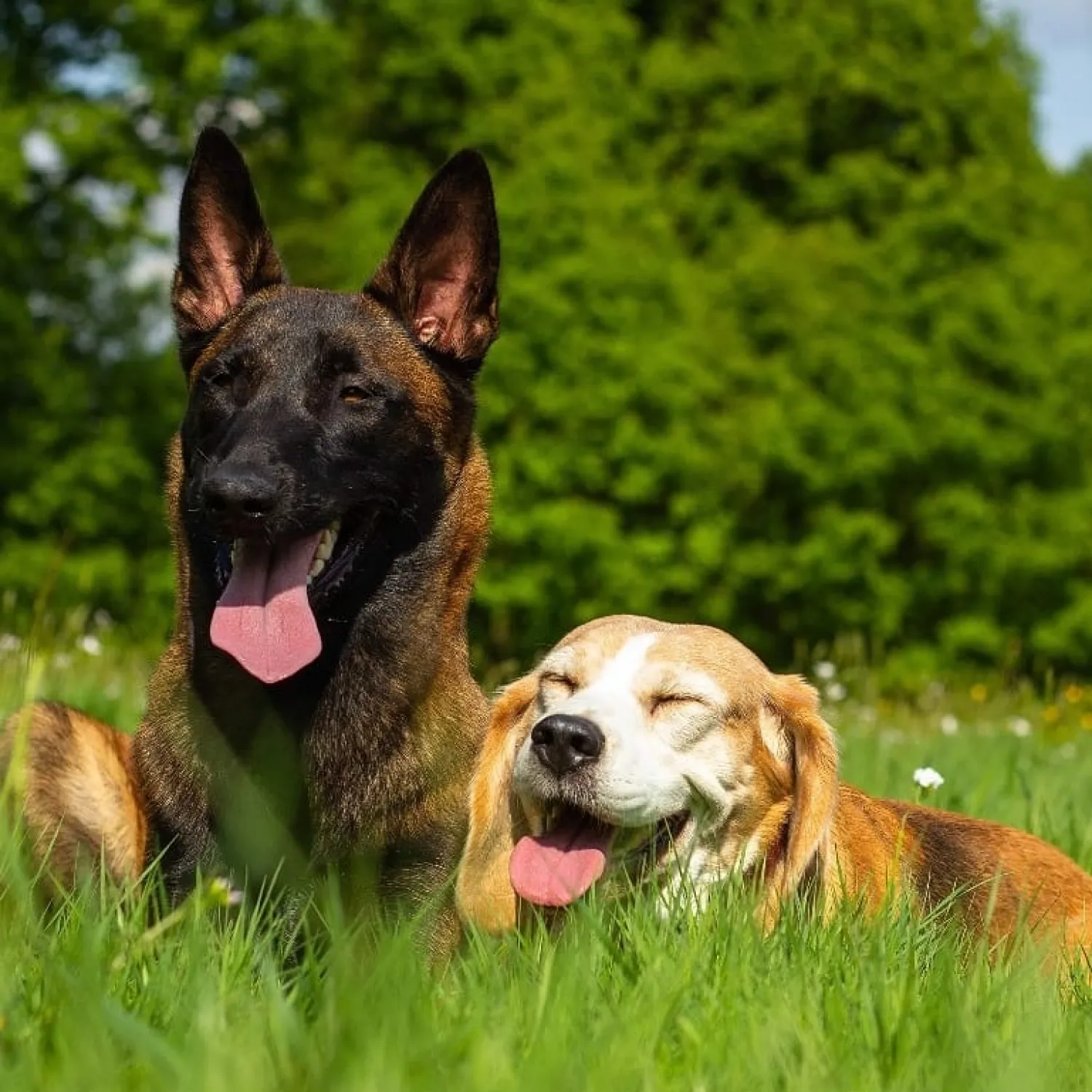 Een Beagle en een Mechelaar met gedragsproblemen