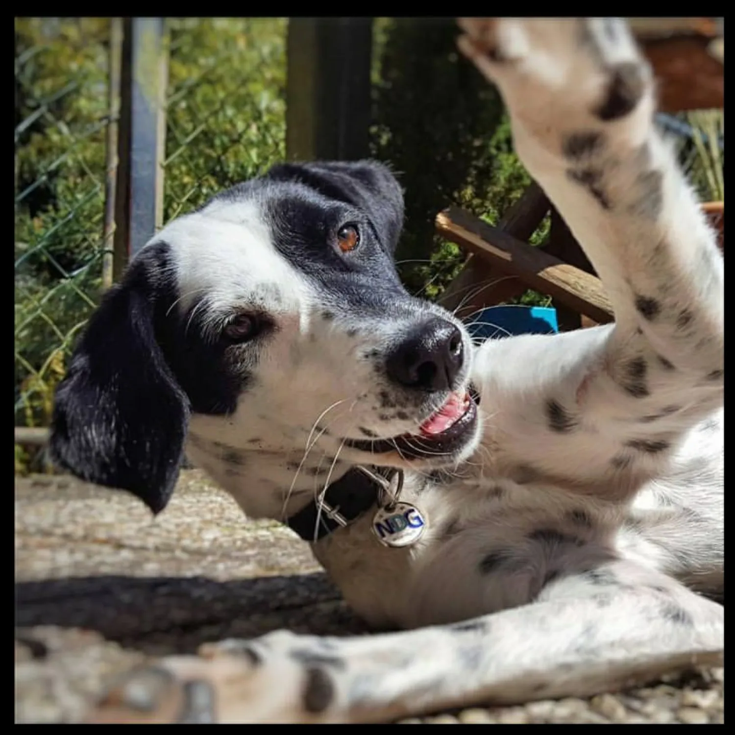 Angstige hond die blaft naar bezoek