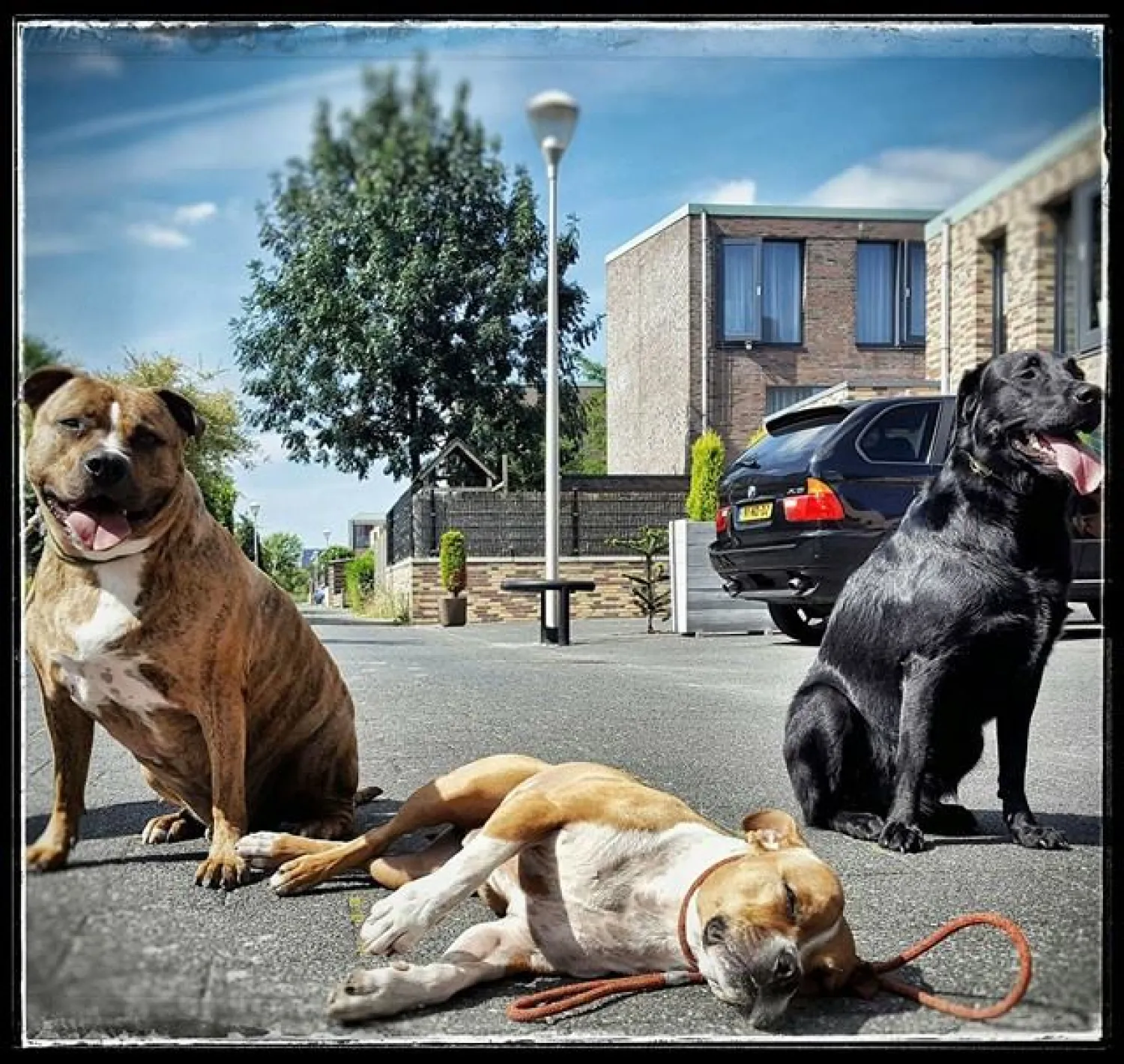 Een kruising tussen een Labrador en een Friese stabij die uitviel naar andere honden