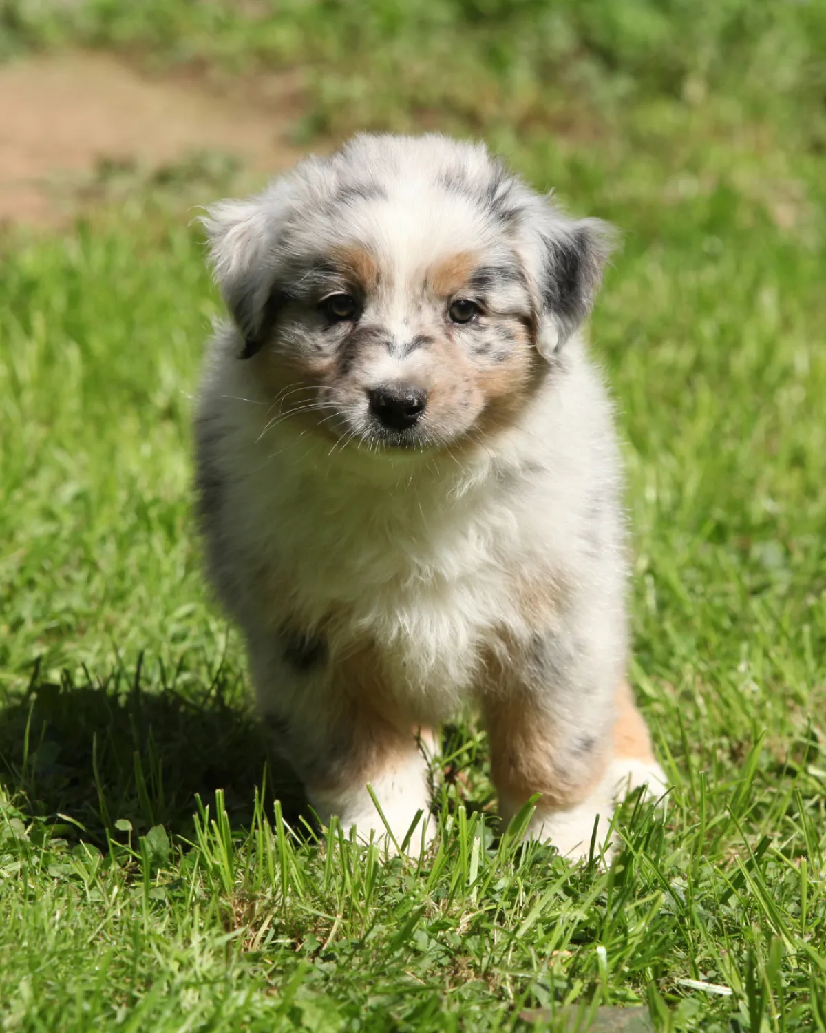 Eigen hond verwond nieuwe pup