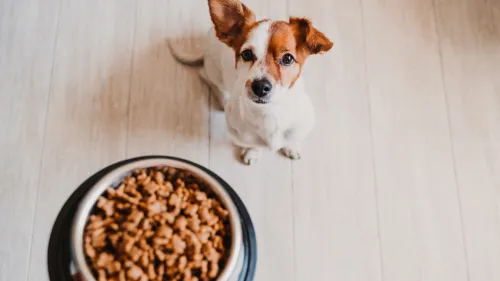 voernijd bij je hond