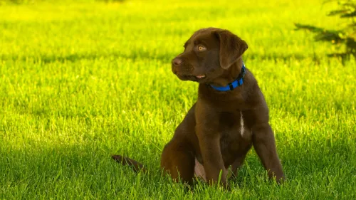 labrador puppy gedrag