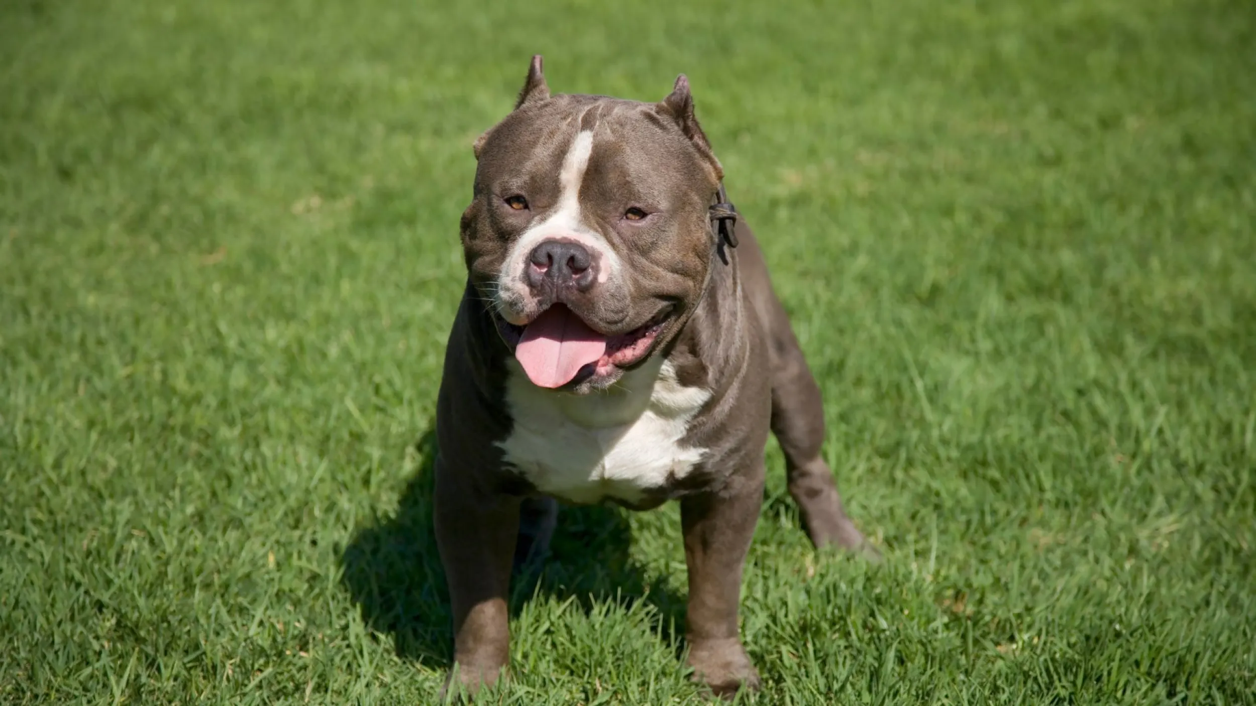 pitbull gedragsproblemen