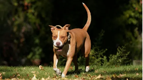 gedrag Pitbull