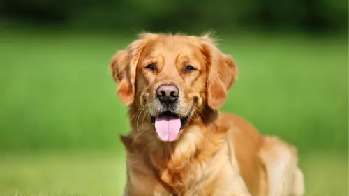 retriever hondengedragstherapeut