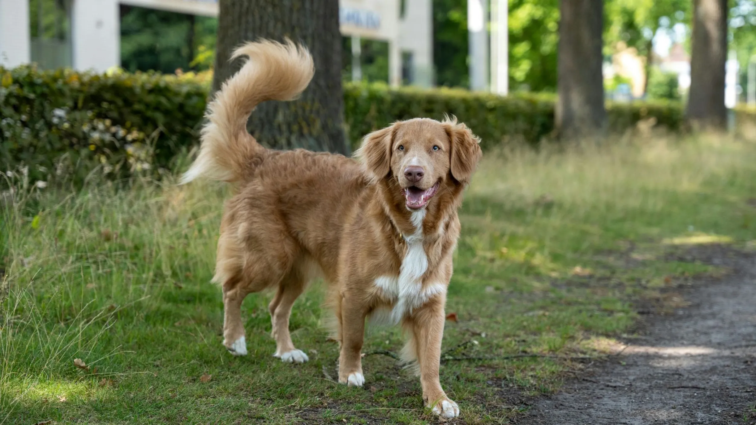 retriever gedragsproblemen